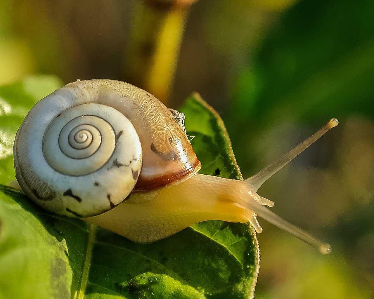 Snail